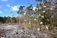 Blossom in the forest