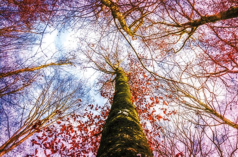 Waiting for spring by Nicc Koch