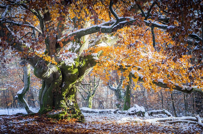 Autumn color glow on the winter beech by Jürgen Schmittdiel Photography