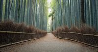 Arashiyama Bamboo Grove