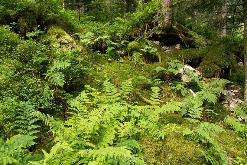 Vosges - La Petite Meurthe by Meindert van Dijk