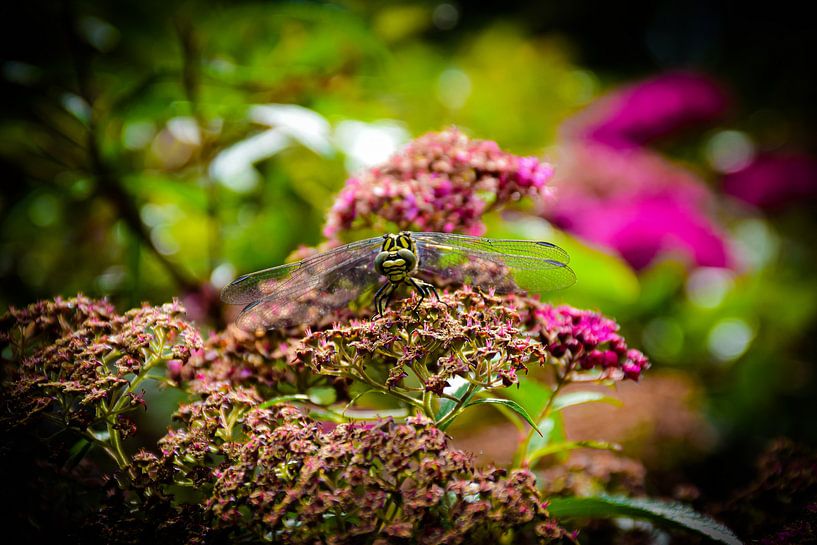 Libelle von Ingrid de Vos - Boom