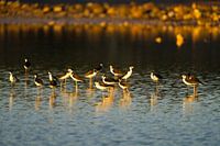 Gruppe von Stelzenläufern (Himantopus himantopus) im goldenen Licht bei Bullenbaai Curaçao.