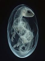 Durchsichtiges Reptilienei / Drachenei