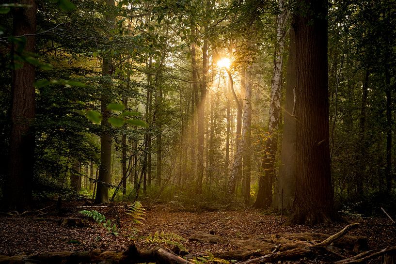 Breda Liesbos in the fog by Egon Zitter