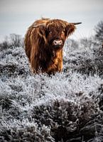 Highland Cattle