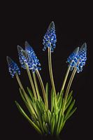 Fine art Muscari