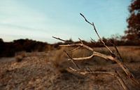 Meijendel | the landscape