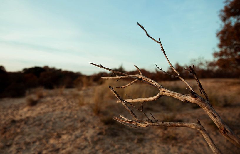 Meijendel | the landscape by Sylvana Portier