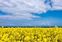 Rapeseed field by the sea
