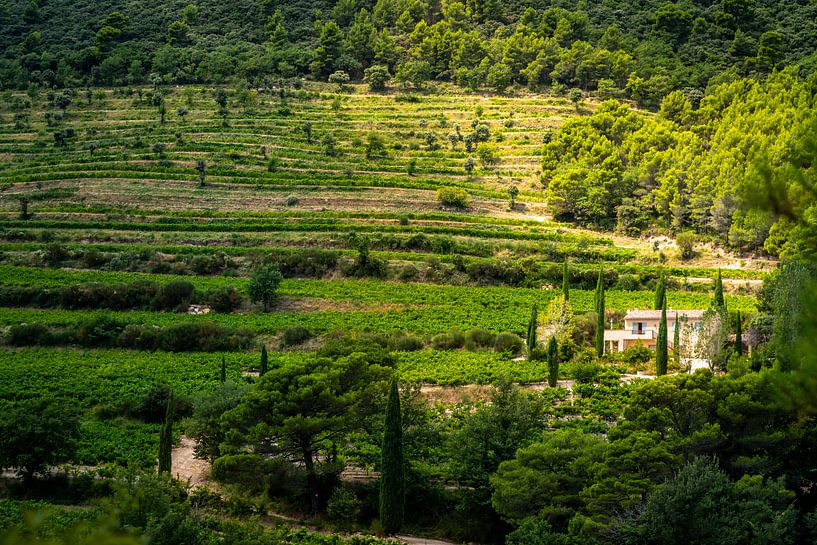 Huis in de wijngaard par Rob Bout