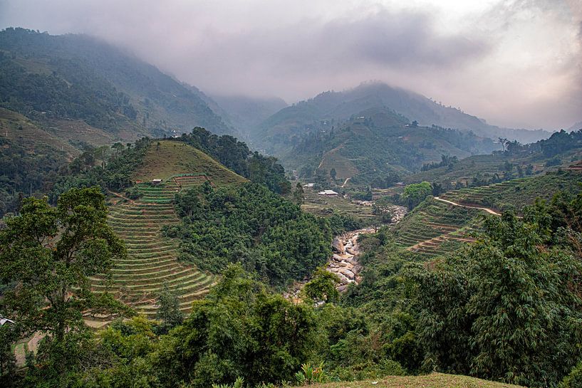 Rijstvelden van jacky weckx