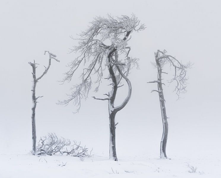 Winter-Minimalismus von Loris Photography