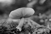 The Silence of the Forest