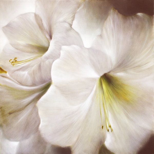 White amaryllis backlit by Annette Schmucker