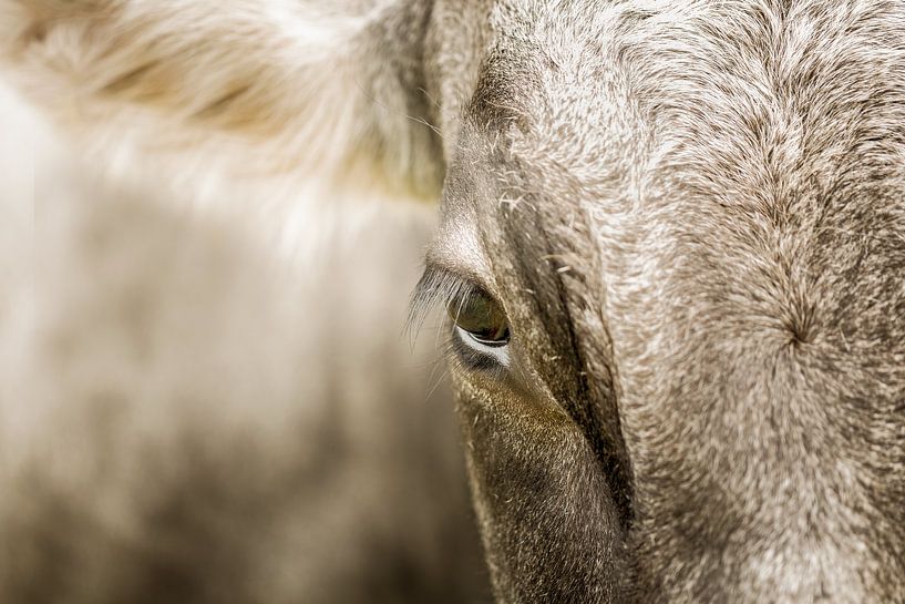 Ganz Nah von LieblingsKuhbilder.de