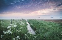 Nebliger Morgen im Frühling