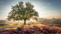 Stralende zon achter een boom op de paarse Mookerheide