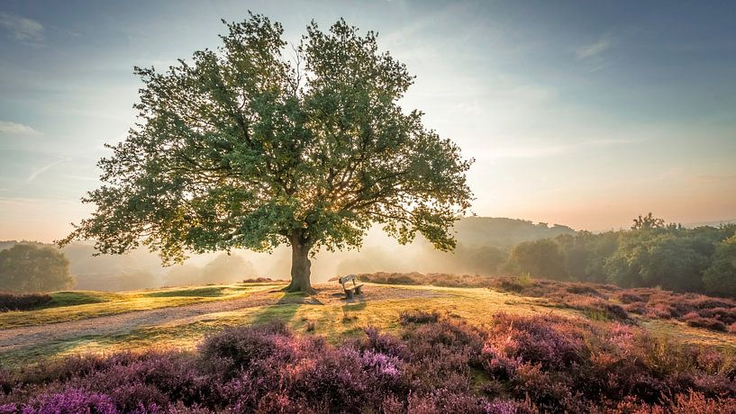 Strahlende Sonne hinter einem Baum auf der violetten Mookerheide von Michel Seelen