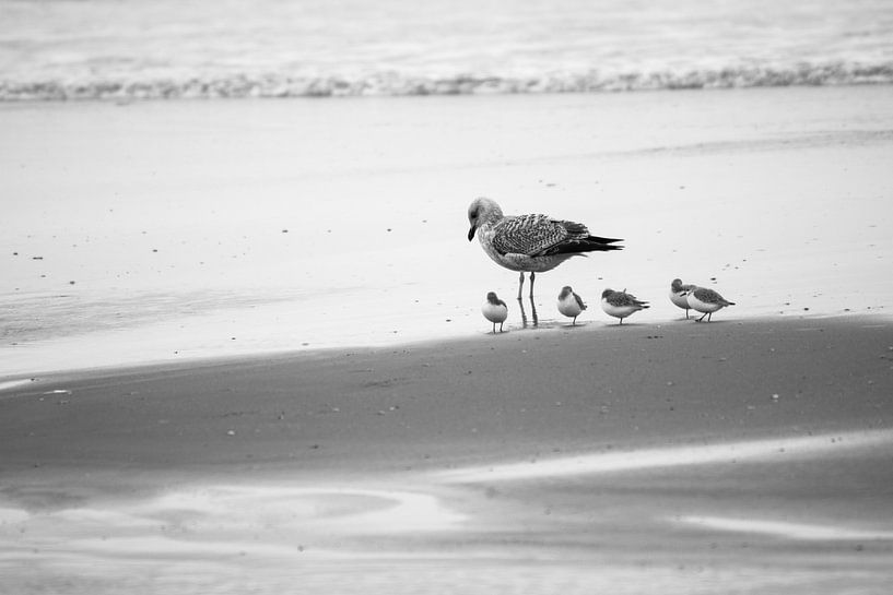 Meeuwen (tjes) op het strand van Marian Sintemaartensdijk