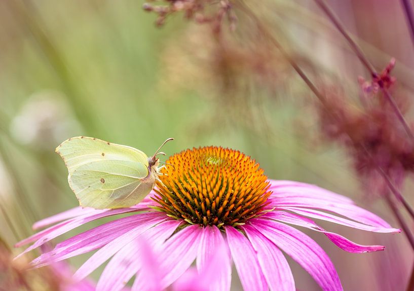 Macro of a lemon butterfly butterfly by ManfredFotos