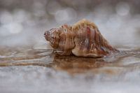 Shell in its environment