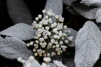 Flowers before flowering