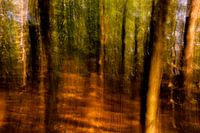 Bos geschilderd met camera