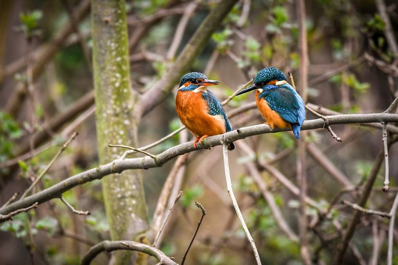 Kingfisher pair on a branch by By Marjolein Design