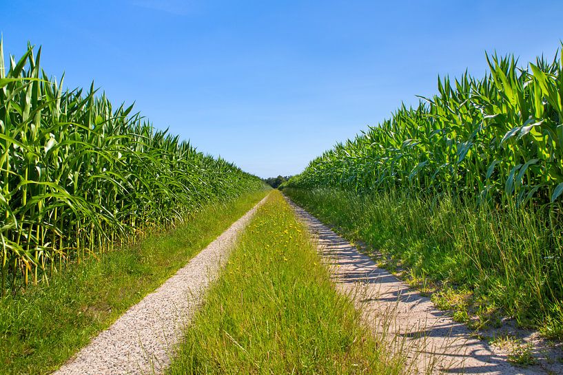 Corn fields separated by a straight sandy road by Ben Schonewille