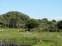 Mooie foto van de Berkheide.