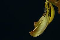 La gloire passée de la tulipe