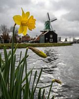 Narcisse au moulin à Zaanse schans