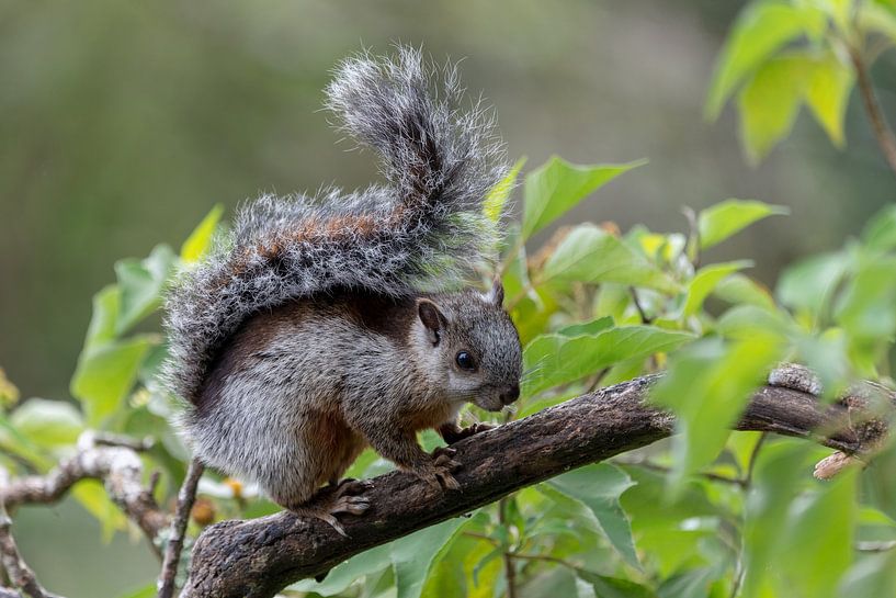Eenkhoorn par Eddy Kuipers