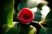 Rode roos net uit de knop