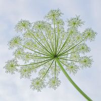 Wreath of giant hogweed 2