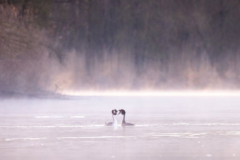 Brütende Haubentaucher im Brabantse Biesbosch von Judith Borremans Natuurfotografie