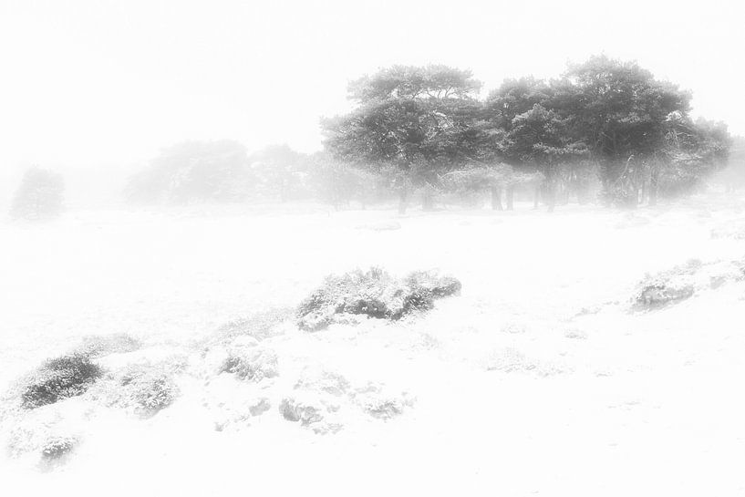 Une belle matinée d'hiver au Balloërveld dans la Drenthe. La neige recouvre les arbres et la brume d par Bas Meelker