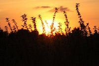 Brennnesseln bei Sonnenuntergang