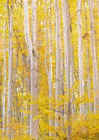 Birkenwald in Herbstfarben mit gelben Blättern