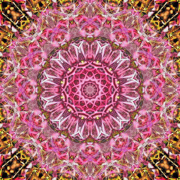 Purple Star par Frans Blok - des photos, de l'art et des autres décorations murales