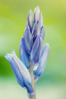 Blauwpaarse close up hosta hartlelie