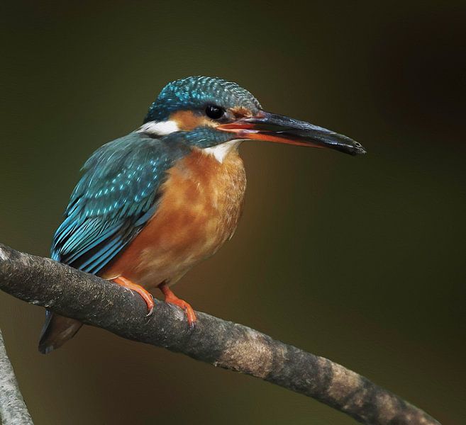 Martin-pêcheur avec du poisson par By Marjolein Design