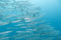 Barracuda's in Thailand