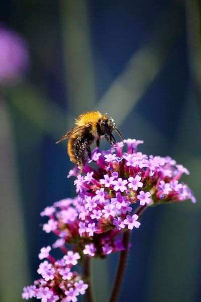 In the spotlight by Shirley Douwstra