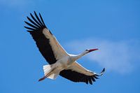 Storch fliegt am blauen Himmel