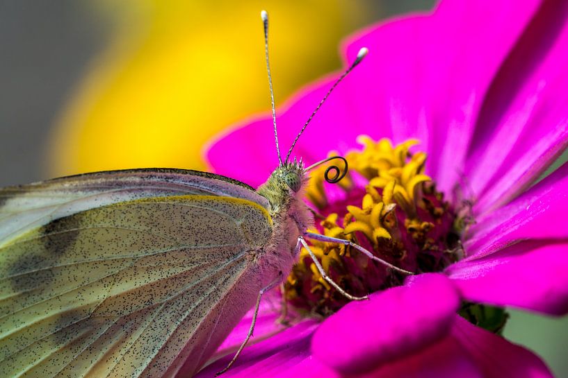 Lycaenidae-Schmetterling von Joost Potma