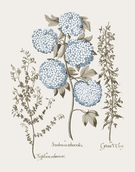 Basilius Besler-Tuinbroom Schneeball Viburnum Niedrig wachsendes alpines Brom von finemasterpiece