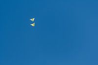 Deux papillons dans l'air