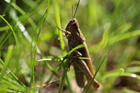 Grasshopper in the grass